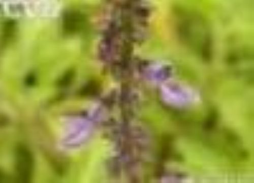   Coleus Forskohlii Extract